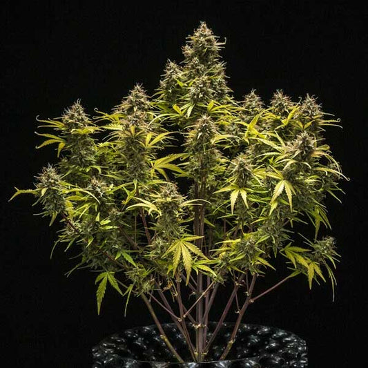 Blue Cheese Autoflowering | Royal Queen Seeds