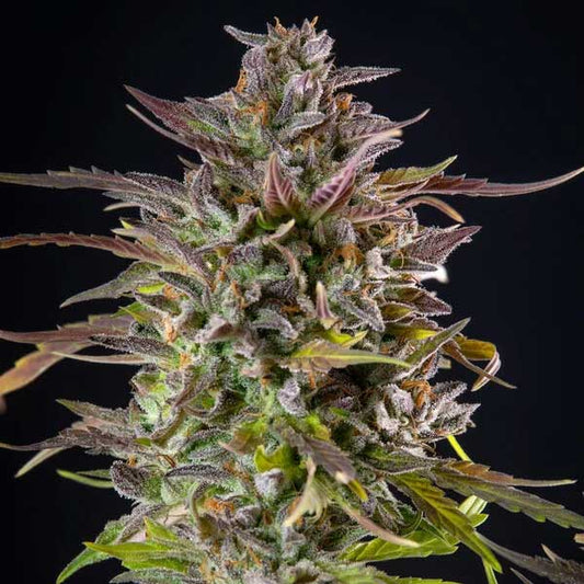 Cookies Gelato Feminized | Royal Queen Seeds