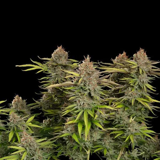 Euphoria CBD Feminized | Royal Queen Seeds