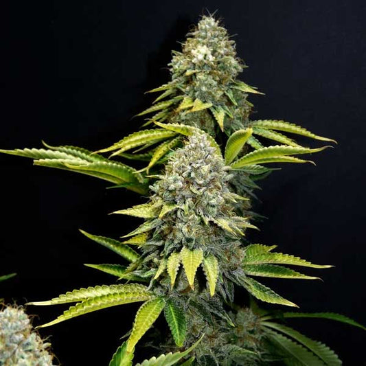O.G. Kush Feminized | Royal Queen Seeds