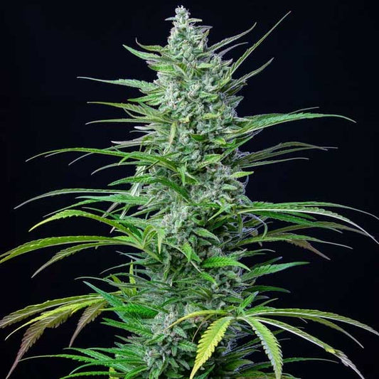 Special Kush 1 Feminized | Royal Queen Seeds