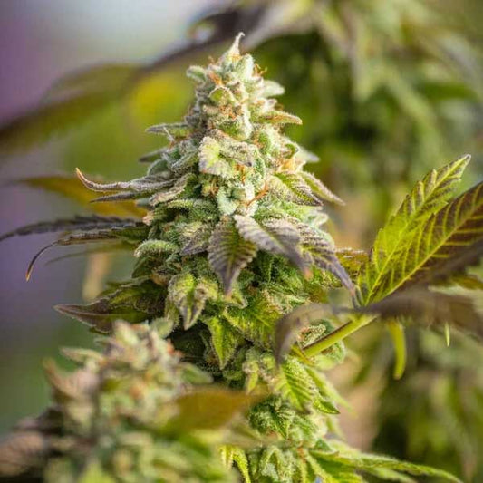 Special Queen 1 Feminized | Royal Queen Seeds