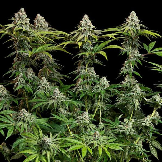 White Widow Feminized | Royal Queen Seeds