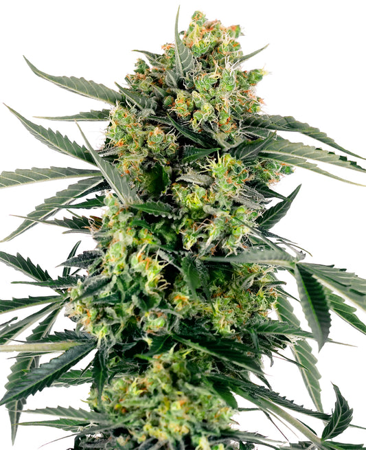 Sensi Seeds Blueberry Zkittlez Autoflower Cannabis Plant