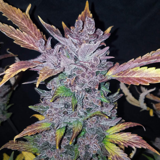 LSD-25 Auto Feminized Seeds | FastBuds