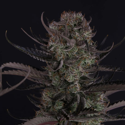 Strawberry Gorilla Auto RF3 Feminized Seeds | FastBuds