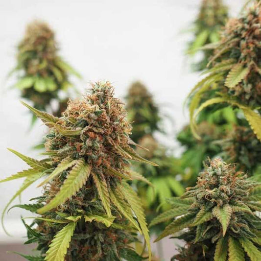 Critical Feminized | Royal Queen Seeds
