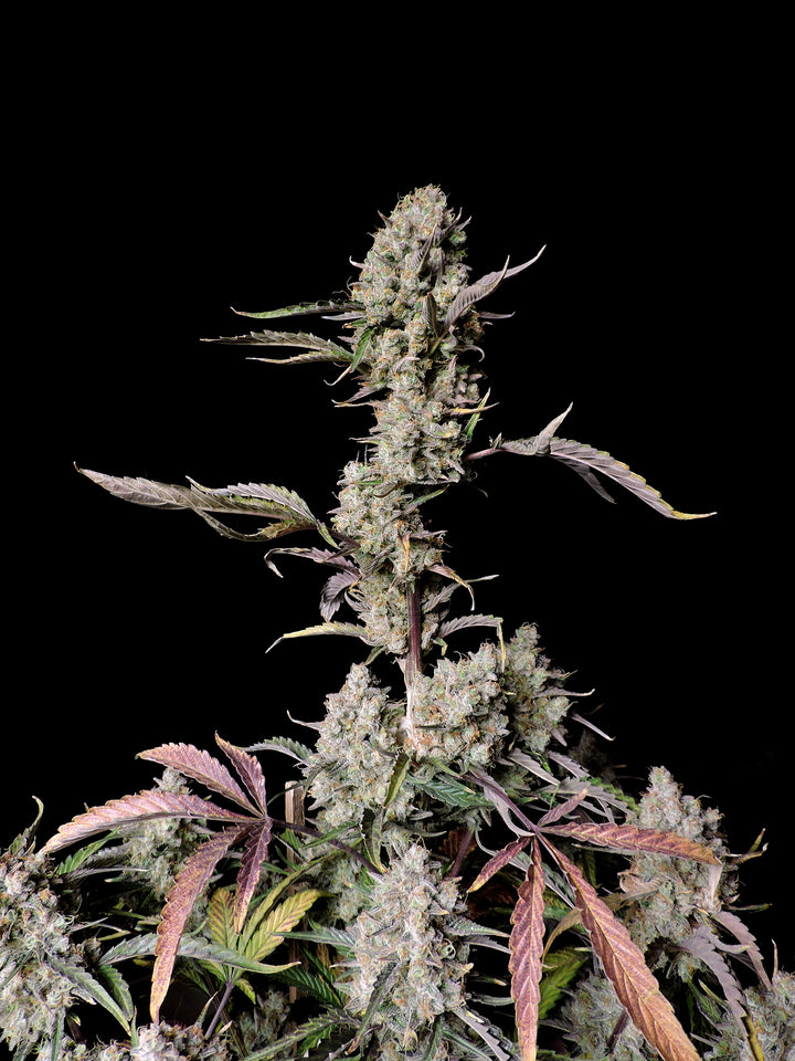 fastbuds gorilla zkittlez auto cannabis plant