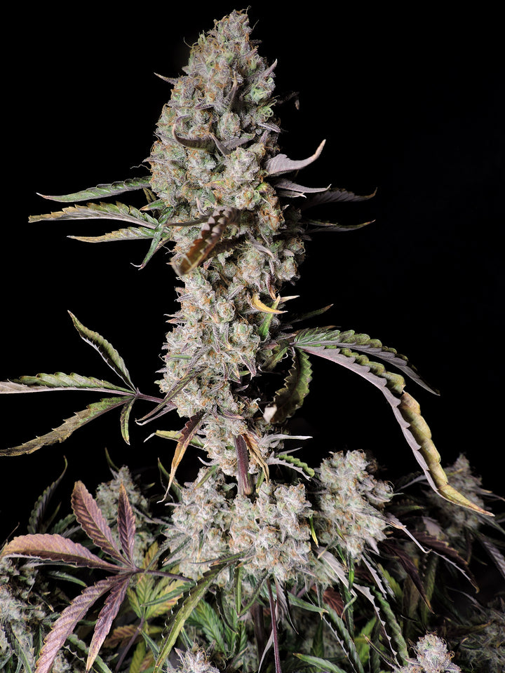 fastbuds gorilla zkittlez auto cannabis plant