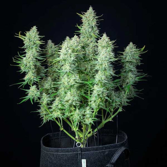 Green Gelato Autoflowering | Royal Queen Seeds