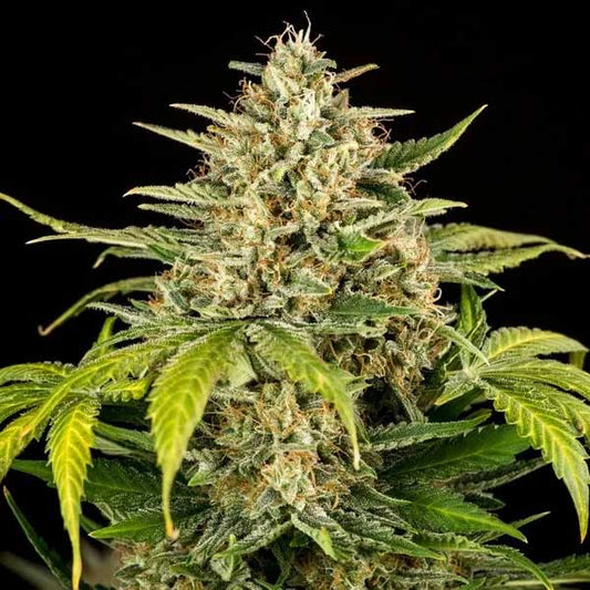 Green Gelato Autoflowering | Royal Queen Seeds