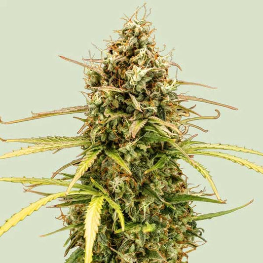 Milky Way F1 Hybrids | Royal Queen Seeds