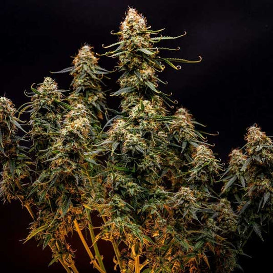 Northern Light Autoflowering | Royal Queen Seeds