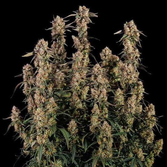 Orion F1 Hybrids | Royal Queen Seeds