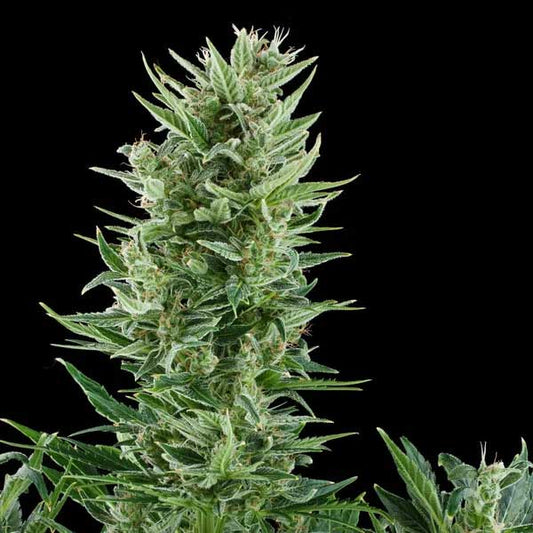 Quick One Autoflowering | Royal Queen Seeds