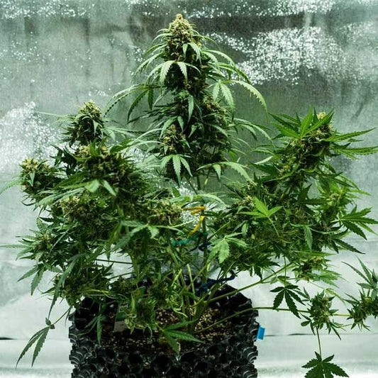 Royal Dwarf Autoflowering | Royal Queen Seeds