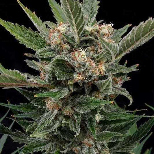 Royal Gorilla Feminized | Royal Queen Seeds