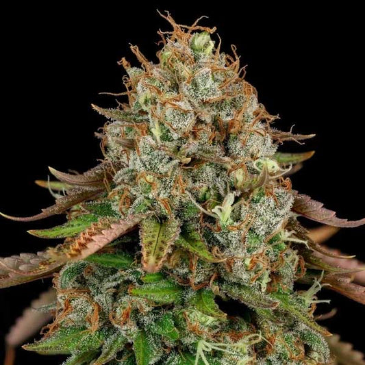 Royal Highness CBD Feminized | Royal Queen Seeds