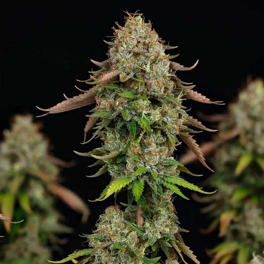 Royal Highness CBD Feminized | Royal Queen Seeds