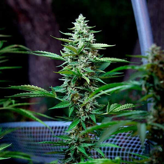 Stress Killer CBD Autoflowering | Royal Queen Seeds