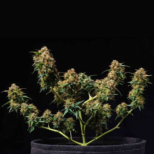 Titan F1 Hybrids | Royal Queen Seeds