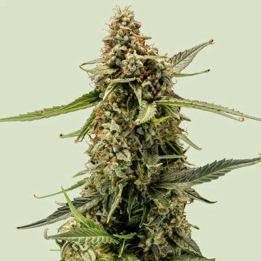 Titan F1 Hybrids | Royal Queen Seeds